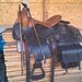 Sa Calarie - 2 buc - stil Western - impecabile - Pret negociabil